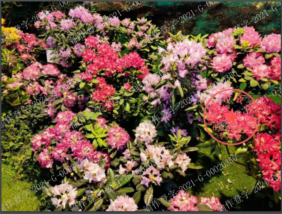 花团锦簇