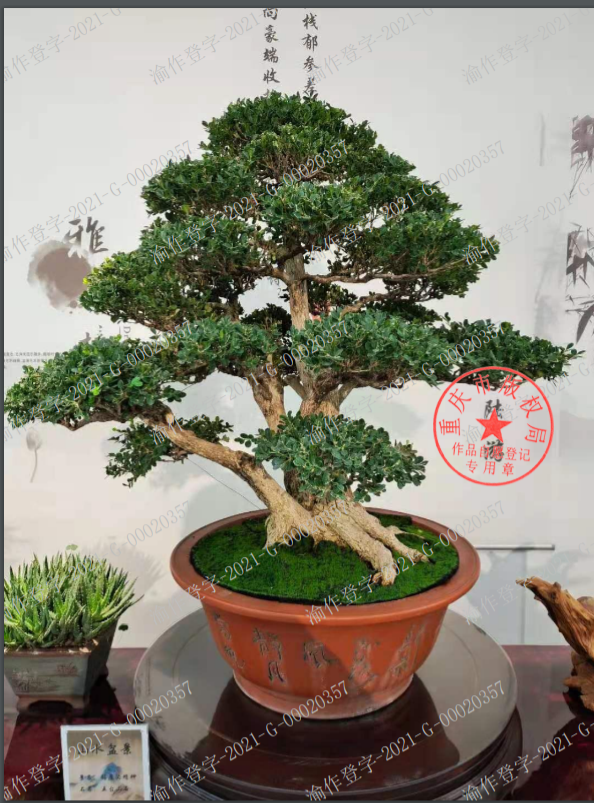 迎客松